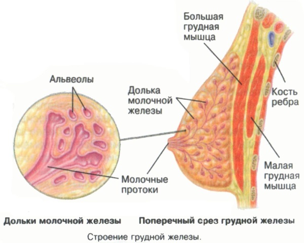 УЗИ молочных желез или маммография. Что лучше, точнее, эффективнее. Отличия, можно ли делать в один день