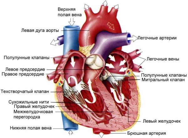 Аритмия сердца. Чем опасна, причины, симптомы, как лечить в домашних условиях