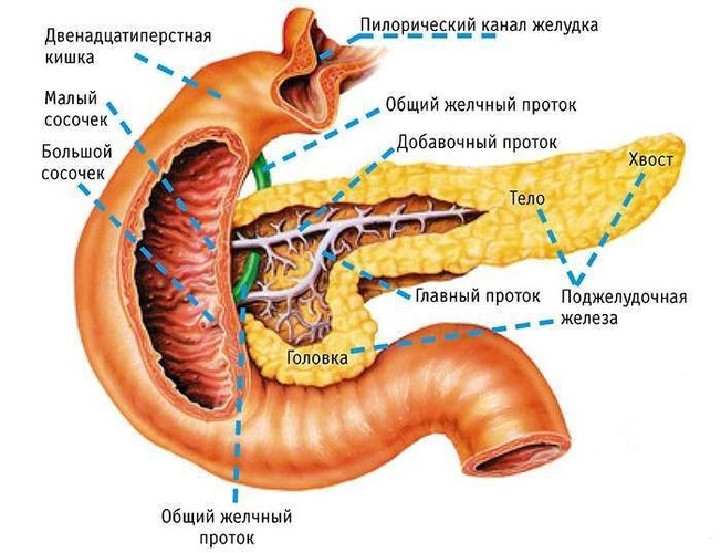 Диффузное изменение паренхимы печени и поджелудочной железы. Что это такое, лечение