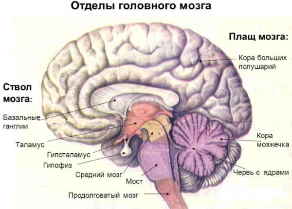 Гидроцефалия головного мозга у взрослых. Лечение, что такое заместительная, умеренная, внутренняя. Признаки