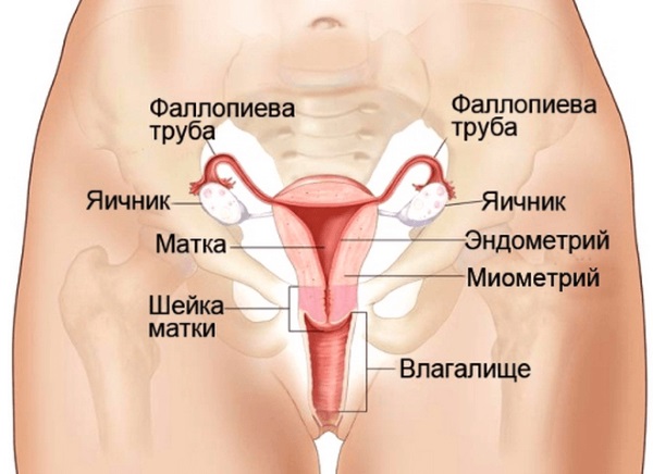 Болит левый яичник - причины, нормальные явления и профилактика