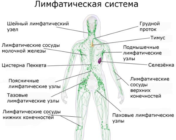 Как избавиться от отечности лица под глазами, тела, ног. Лекарства, народные средства