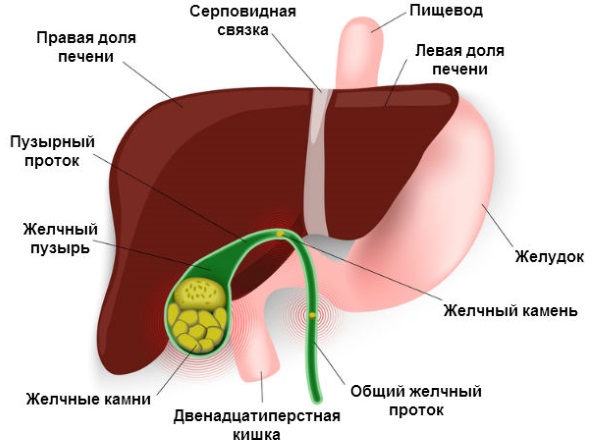 Коровяк трава. Лечебные свойства растения, как готовить, принимать, рецепты и противопоказания