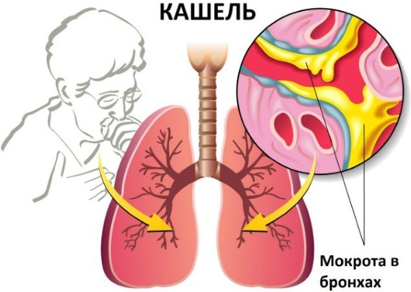 Коровяк трава. Лечебные свойства растения, как готовить, принимать, рецепты и противопоказания