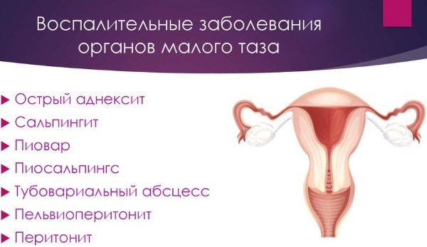 Коровяк трава. Лечебные свойства растения, как готовить, принимать, рецепты и противопоказания