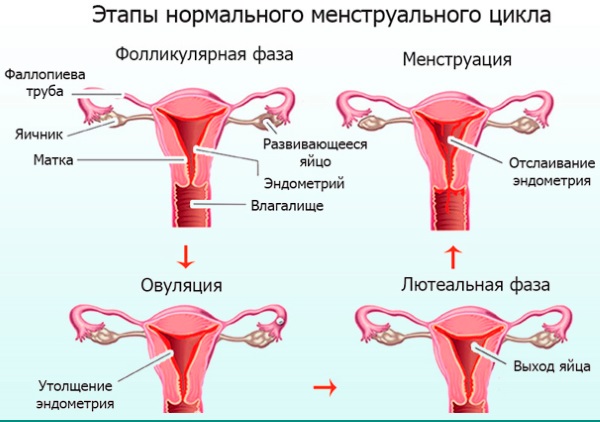 Месячные 2 раза в месяц. Причины после 40 лет, у подростков, после отмены Дюфастона, Постинора, при беременности