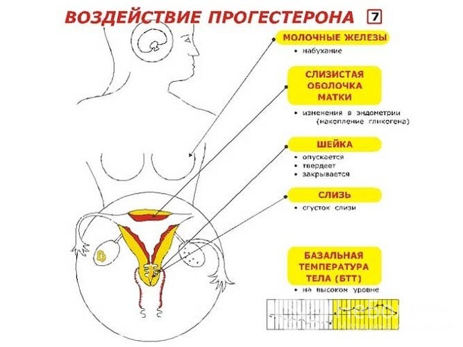 Нехватка прогестерона у женщин. Симптомы, причины и лечение, последствия для здоровья