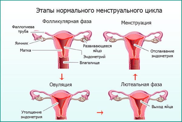 Почему нет месячных и нет беременности. Причины и что делать