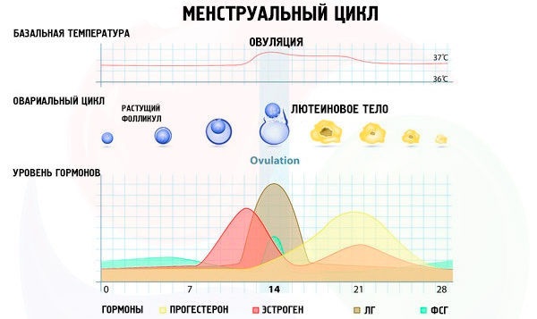 Почему нет месячных и нет беременности. Причины и что делать