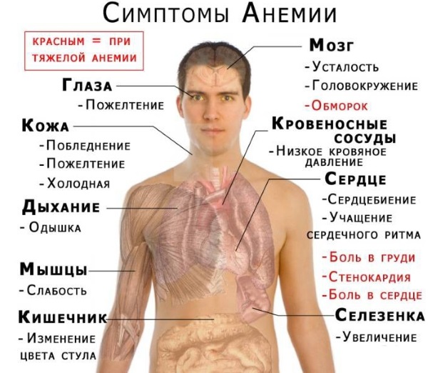 Норма эритроцитов в крови у женщин после 40-60 лет. Таблица по возрасту, причины оседания