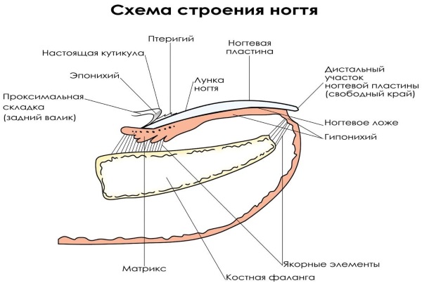 Желтые ногти на ногах. Причина у женщин, мужчин, что это, как лечить, диагноз и клинические рекомендации