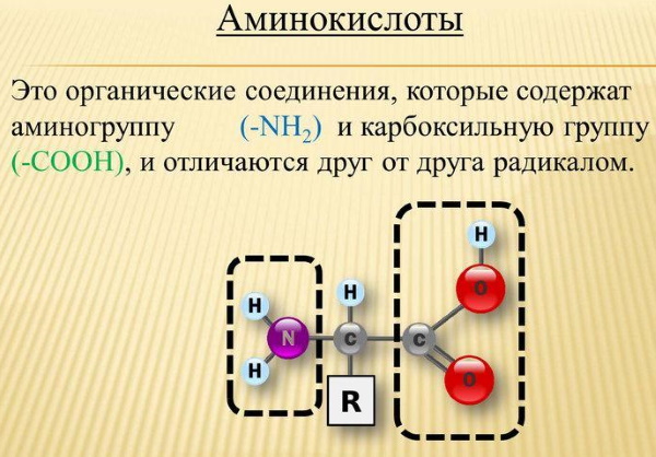 Аминокислоты незаменимые и заменимые. Что это такое, сколько нужно для организма человека, таблица в пище