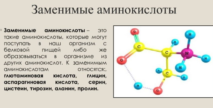 Аминокислоты незаменимые и заменимые. Что это такое, сколько нужно для организма человека, таблица в пище