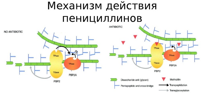 Амосин. Инструкция по применению, цена, аналоги, отзывы