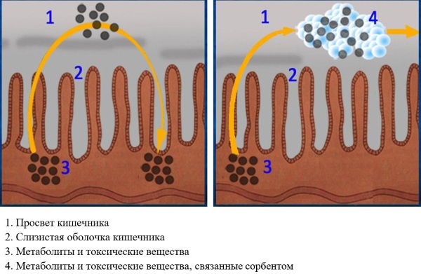 Белый уголь. Инструкция по применению, цена, отзывы, аналоги