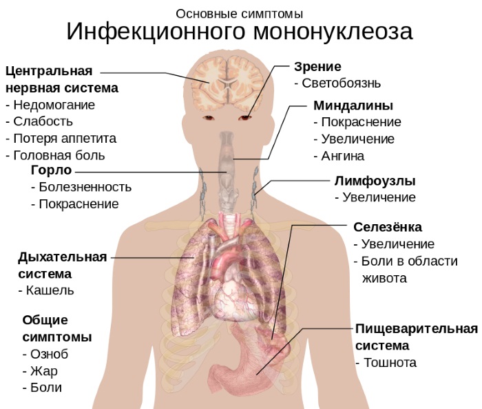 Боль в печени. Симптомы и лечение, как снять народными средствами, лекарствами