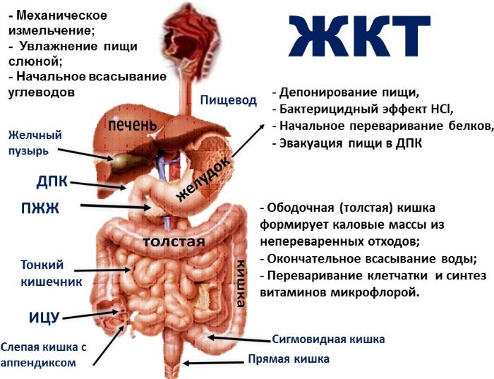 Физиология пищеварения человека кратко и понятно. Таблица органов и их функций