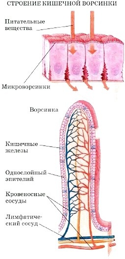 Физиология пищеварения человека кратко и понятно. Таблица органов и их функций