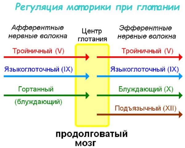 Физиология пищеварения человека кратко и понятно. Таблица органов и их функций