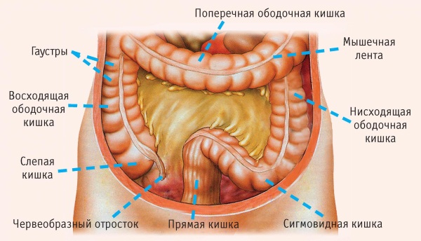 Физиология пищеварения человека кратко и понятно. Таблица органов и их функций