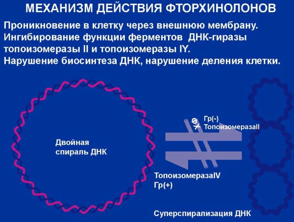 Фторхинолоны. Перечень препаратов, классификация, механизм действия, противопоказания