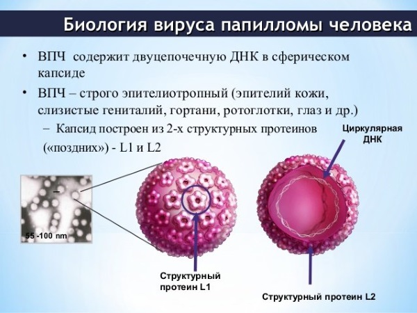 Кандилома у женщин. Фото, лечение вируса, симптомы, от чего появляются при беременности