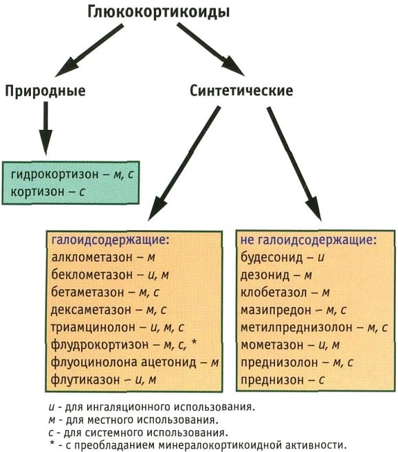 Кора надпочечников: гормоны и функции, механизм действия, анализы, лечение, препараты