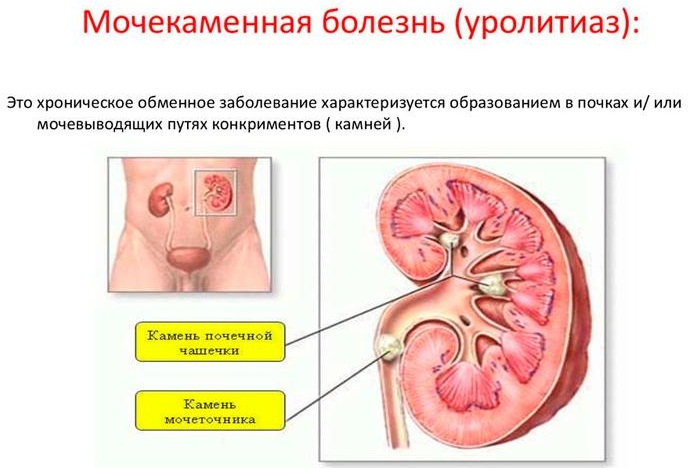 Моча по Нечипоренко. Норма у взрослых, детей лейкоцитов/эритроцитов, как сдавать, расшифровка