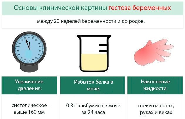 Моча по Нечипоренко. Норма у взрослых, детей лейкоцитов/эритроцитов, как сдавать, расшифровка