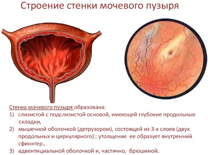 Мочевой пузырь у женщин. Где находится, строение, функции, симптомы болезней и лечение