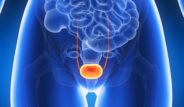 Мочевой пузырь у женщин. Где находится, строение, функции, симптомы болезней и лечение