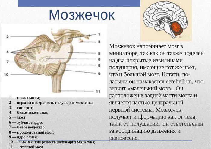 Мозжечок головного мозга человека, функции, строение, патологии в неврологии, лечение