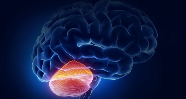 Мозжечок головного мозга человека, функции, строение, патологии в неврологии, лечение