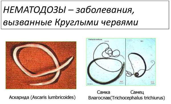 Немозол. Инструкция по применению для детей в таблетках, суспензии. Цена, аналоги