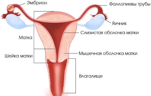 Визанна. Инструкция по применению при эндометриозе, беременности, миоме. Отзывы, побочные действия, цена