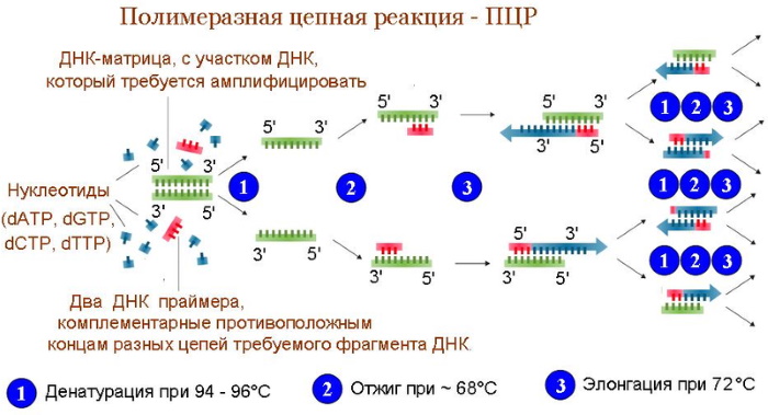 Папиллома 16 и 31 thumbnail