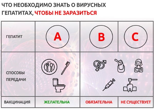 Печень у человека. Где находится, функции, анатомия, симптомы заболеваний, лечение