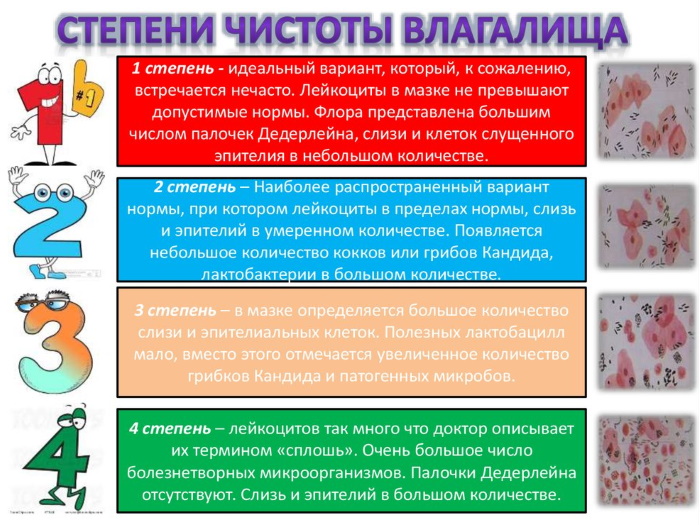 Анализ на микрофлору в гинекологии. Сколько делается, норма, расшифровка