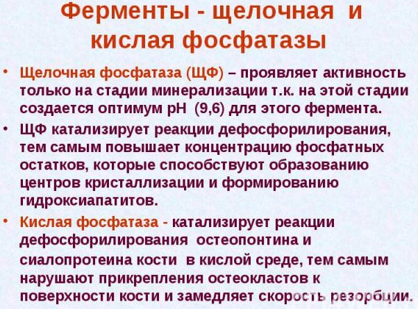 Фосфатаза щелочная в анализе крови. Что это такое, что значит повышена, что делать