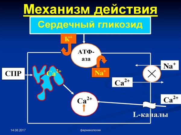 Гликозиды сердечные препараты. Весь перечень, классификация, названия, цены