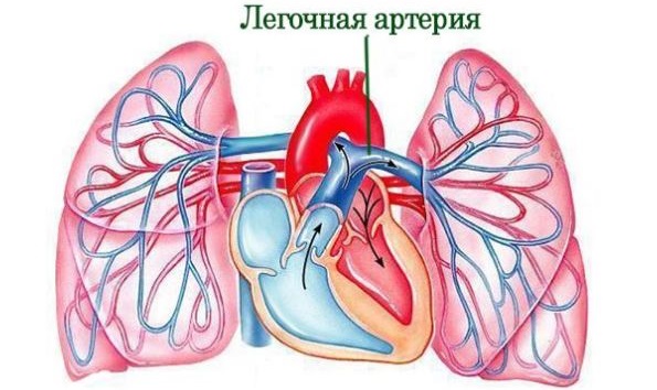 Легочная артерия. Где находится, норма давления, симптомы и лечение тромбоза, стеноза, гипертензия. Клинические рекомендации