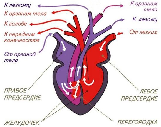 Легочная артерия. Где находится, норма давления, симптомы и лечение тромбоза, стеноза, гипертензия. Клинические рекомендации