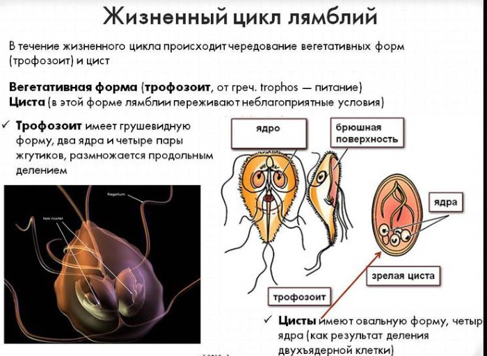 Лямблии у взрослых. Симптомы и лечение народными средствами, препараты