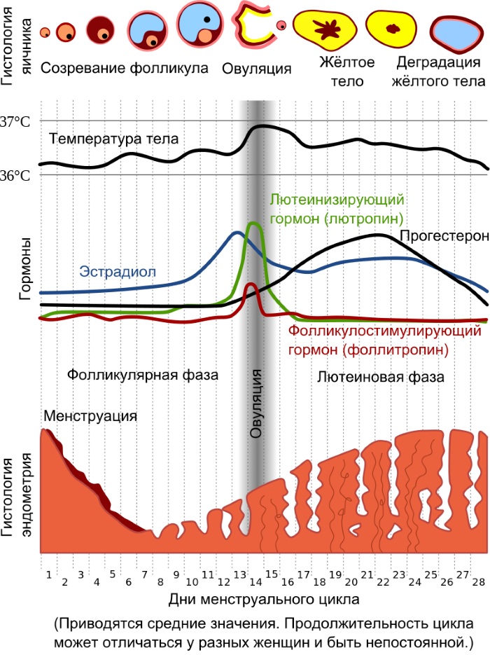 Почему месячные пришли раньше срока на 5-7-10 дней, 2-3 недели. Причины