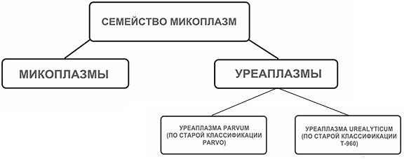 Уреаплазма у женщин. Симптомы и лечение препаратами, народными средствами, причины, нормы анализа