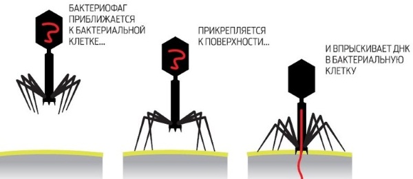 Клебсиелла пневмония. Что это такое в моче, мазке из зева, кале, симптомы, степени, лечение