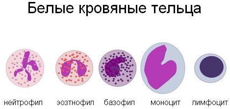 Общий анализ крови. Норма ОАК у женщин, беременных по возрасту, расшифровка