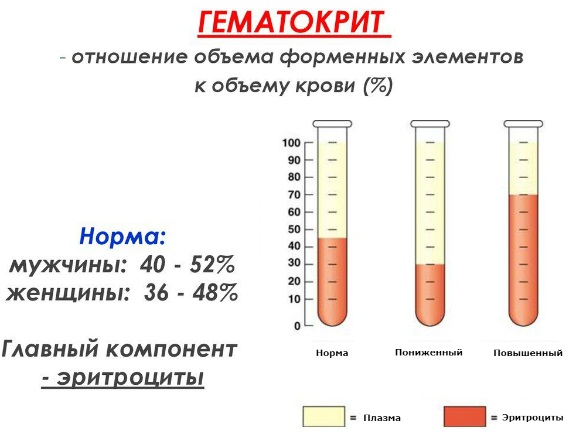 Общий анализ крови. Норма ОАК у женщин, беременных по возрасту, расшифровка