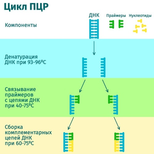 Ротавирус у взрослых. Лечение препаратами и народными средствами