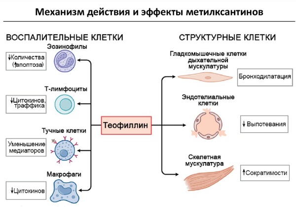 Теопэк (Теопек). Инструкция по применению, цена, аналоги, отзывы